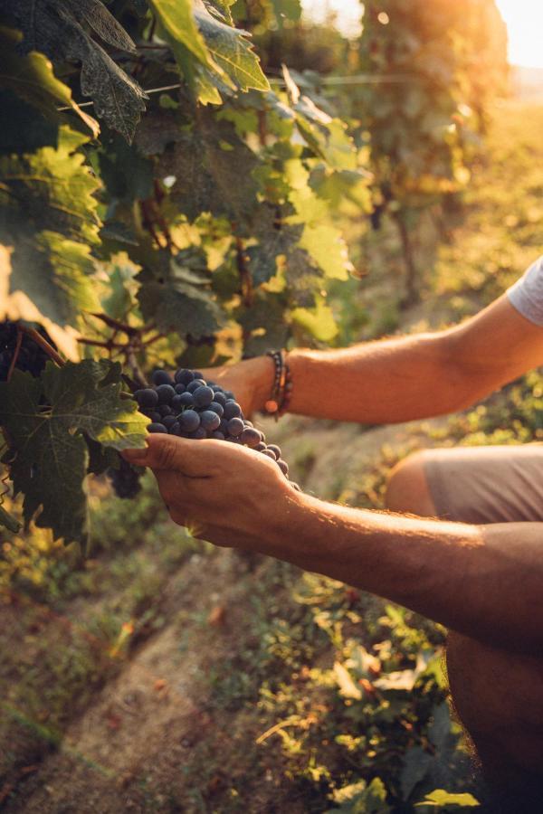 Babo Agriturismo Conviviale Castagnole delle Lanze Dış mekan fotoğraf