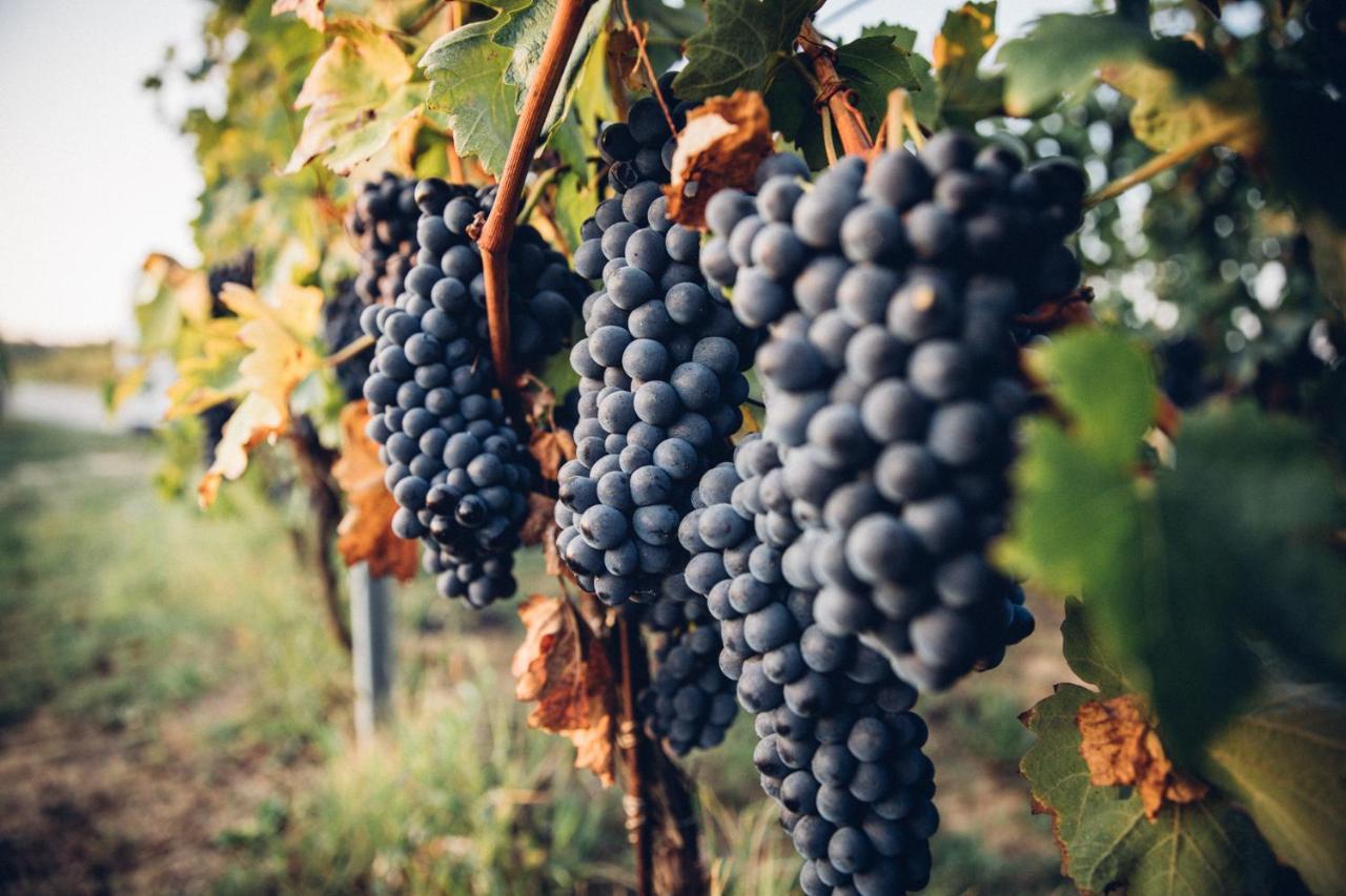 Babo Agriturismo Conviviale Castagnole delle Lanze Dış mekan fotoğraf